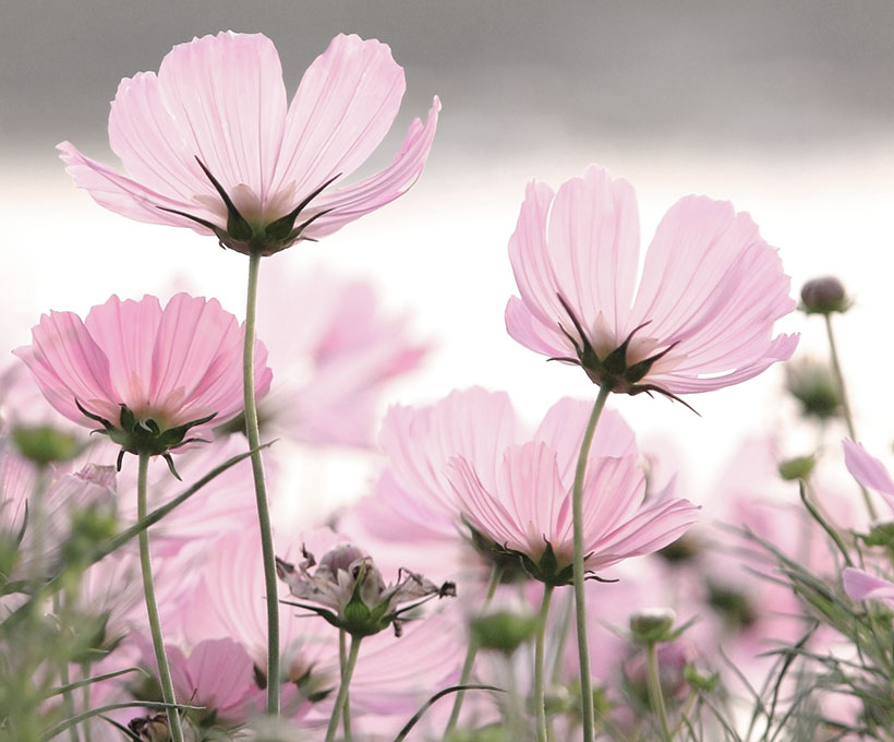 Lyserøde blomster på mark. Selvforkælelse: din guide til hvordan du prioriterer dig selv